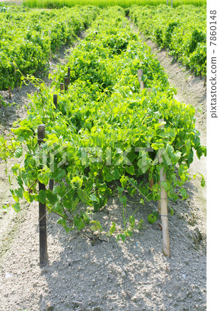 Ise potato field in the summer Ise potato field in the summer 7860148