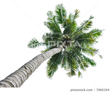 Coconut tree 7860164