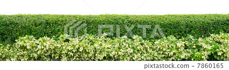Shrub fence 7860165