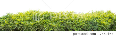 Yellow Aralia 7860167