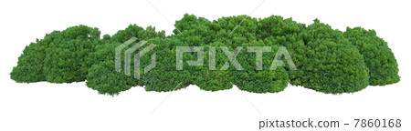 Green bush 7860168