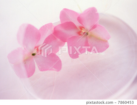 花圖像 7860453