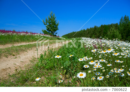 summer landscape with the rural road summer landscape with the rural road 7860622