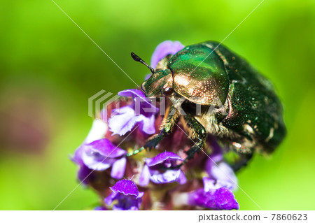 green bug sits on a flower green bug sits on a flower 7860623
