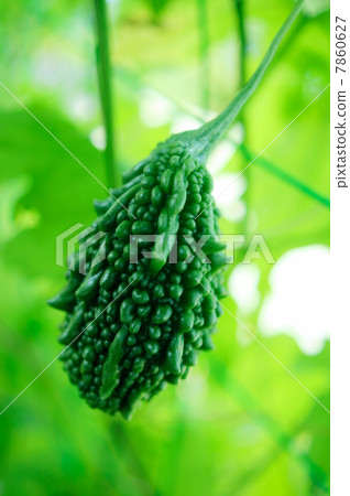 戈雅花語:今晚一個苦瓜 戈雅花語:今晚一個苦瓜 7860627