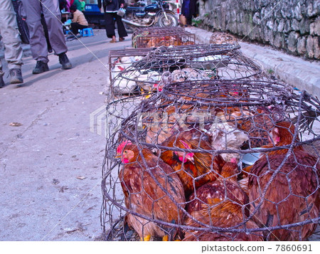 Live chickens shipped (Sapa / Vietnam) 7860691