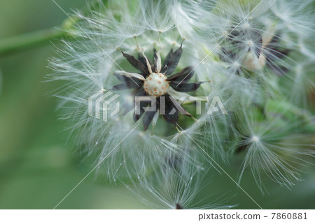 It is fluff of Nogashi in autumn. 7860881