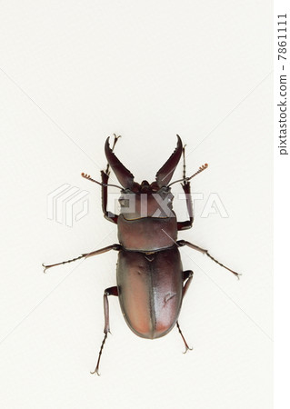 Small sawtooth (small) 7861111