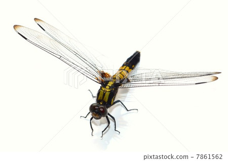 Female white back of Shiokaratombo 7861562
