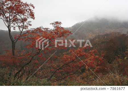 Late Autumn Nanakamad 2 7861677