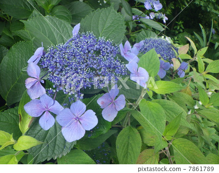 Gaku hydrangea Gaku hydrangea 7861789