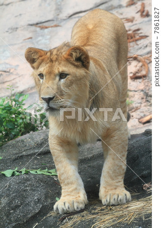One year old male child Lion One year old male child Lion 7861827
