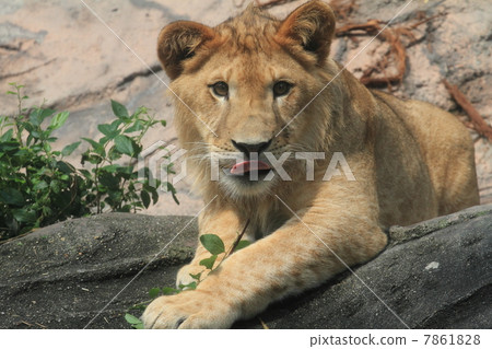 One year old male child Lion One year old male child Lion 7861828