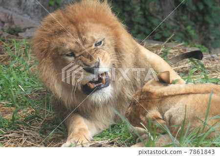 One young child Lion and his father Lion 7861843