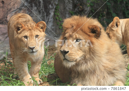 One young child Lion and his father Lion One young child Lion and his father Lion 7861847