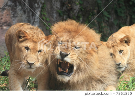 One young child Lion and his father Lion 7861850