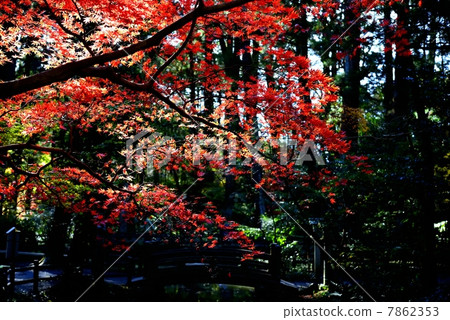 Autumn leaves of a small country shrine 7862353