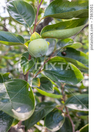 Persimmon nut (immature) fruit picture material Persimmon nut (immature) fruit picture material 7863081