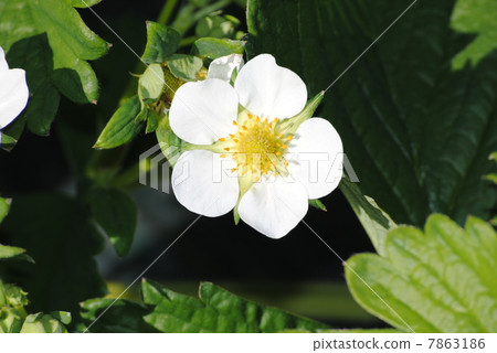 草莓花一個輪子 草莓花一個輪子 7863186