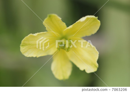 苦瓜02女性花 7863206