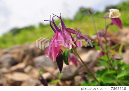 Affiliation Affiliation 7863318