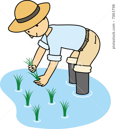 Men who plant rice - Stock Illustration [7863796] - PIXTA