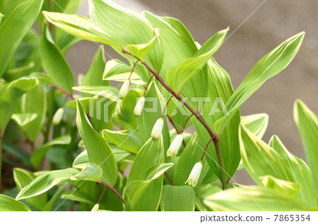 Amadocoro (variegated leaf) 7865354