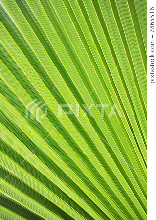 Palm leaves Palm leaves 7865516