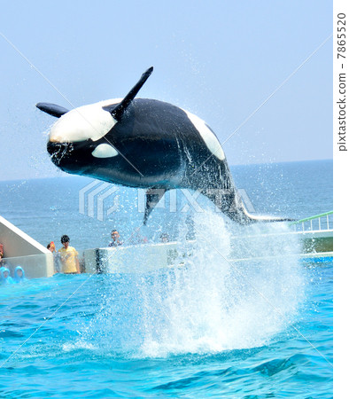 A gigantic killer whale jump 7865520