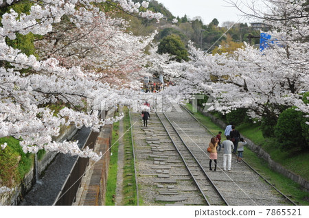 Cherry blossoms at Kyoto ink line Cherry blossoms at Kyoto ink line 7865521