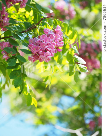 假金合歡(木桶胭脂) 假金合歡(木桶胭脂) 7865634