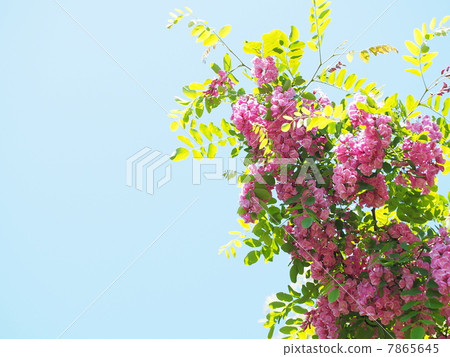 Fake acacia (cask rouge) Fake acacia (cask rouge) 7865645