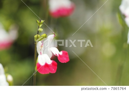 Salvia microfilla flowers Salvia microfilla flowers 7865764