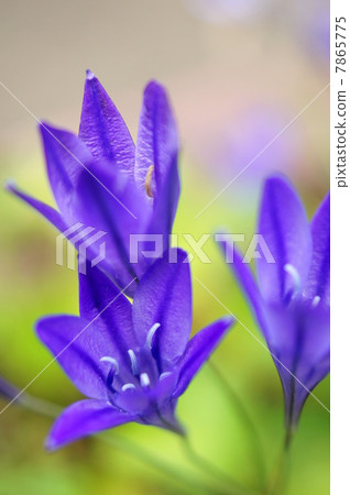 Brodia（紫色）：秋季種植球莖 7865775