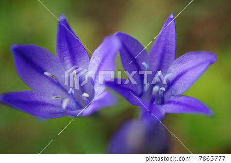 Brodia (purple): autumn planting bulbs 7865777