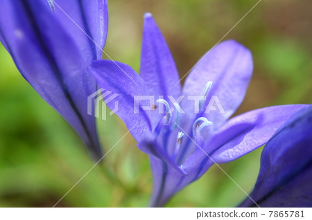 Brodia (purple): autumn planting bulbs 7865781