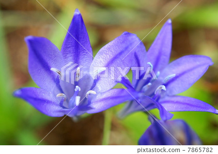 Brodia (purple): autumn planting bulbs 7865782