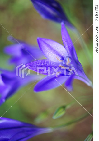 Brodia (purple): autumn planting bulbs 7865783