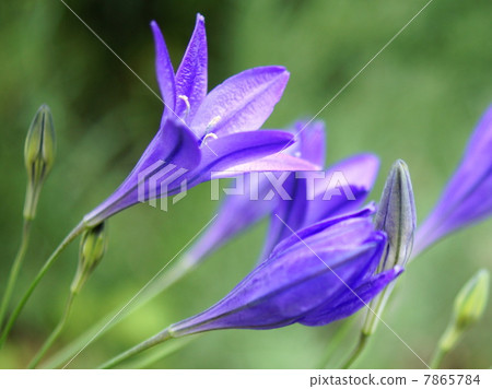 Brodia (purple): autumn planting bulbs 7865784