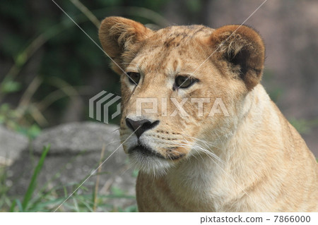 One year old female child lion One year old female child lion 7866000