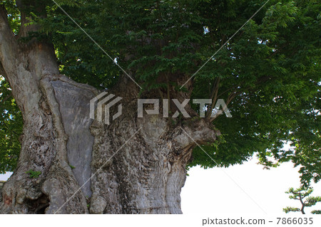 三大日本櫸樹 三大日本櫸樹 7866035