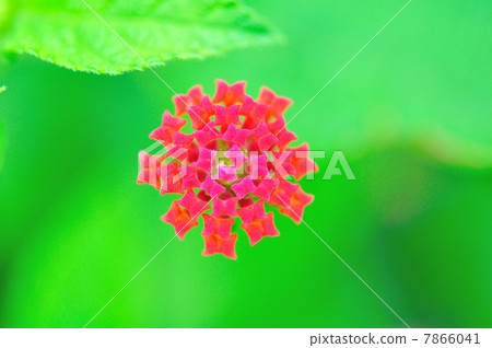 馬纓丹花 馬纓丹花 7866041