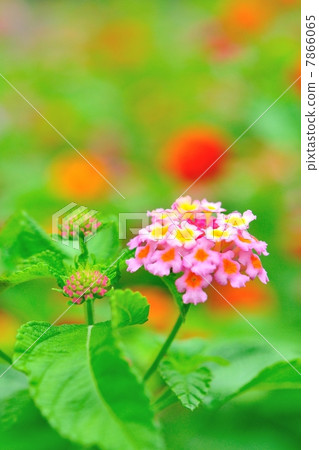 Lantana flowers 7866065