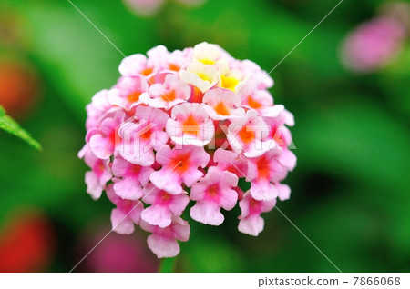 Lantana flowers 7866068