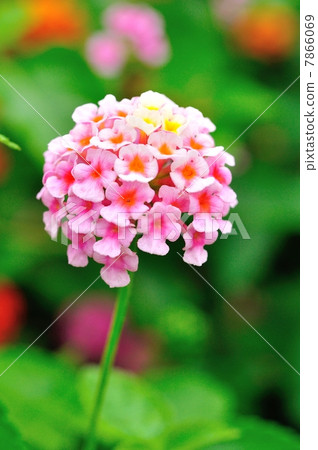 馬纓丹花 馬纓丹花 7866069