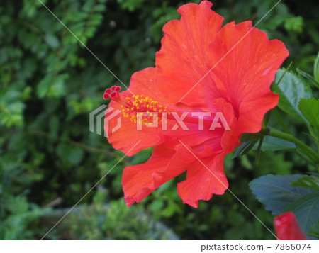 夏天的花朵2 7866074