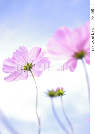 Fall cherry tree Fall cherry tree 7866092