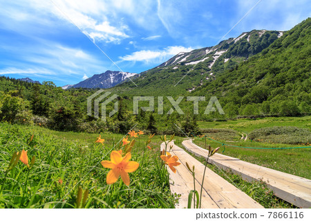 盛開的Tsugaike自然公園的日光kishge 盛開的Tsugaike自然公園的日光kishge 7866116