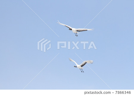 Dango cranes flapping the blue sky Dango cranes flapping the blue sky 7866346