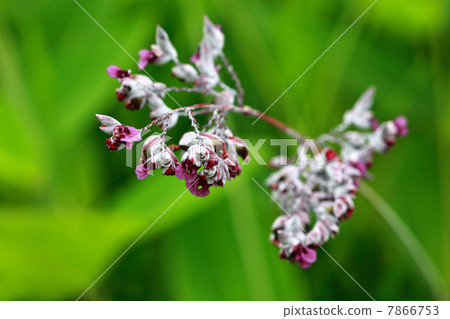 Flower of Mizukanna 7866753